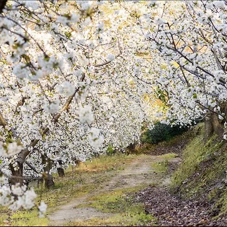 Turisticos Huerto El Horno Appartement