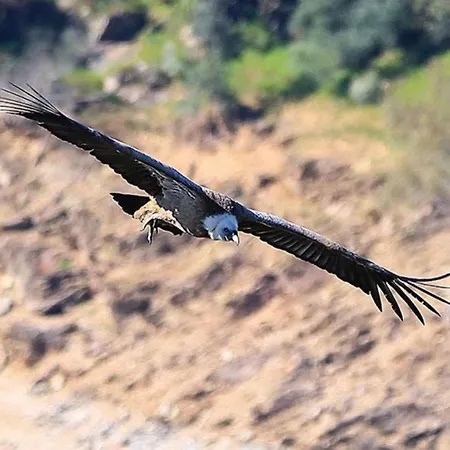 Turisticos Huerto El Horno Torremenga