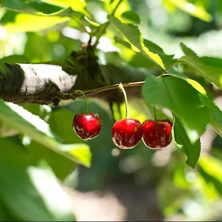 Turisticos Huerto El Horno Apartament Torremenga