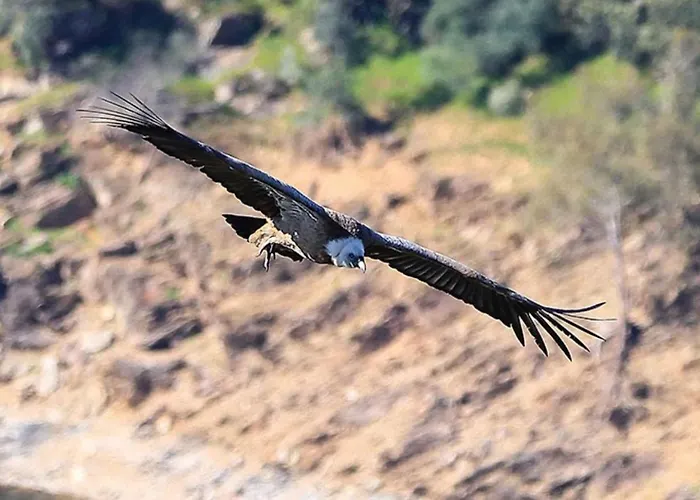Turisticos Huerto El Horno Torremenga