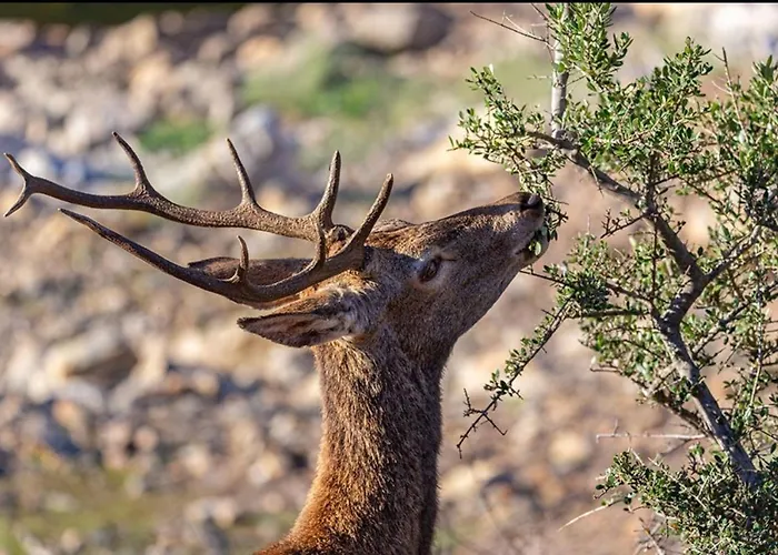 Turisticos Huerto El Horno Apartment *