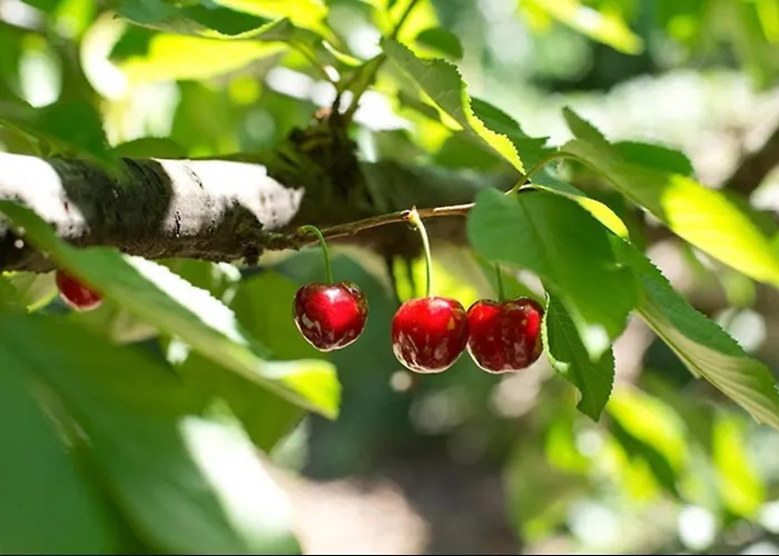 Turisticos Huerto El Horno Apartmán Torremenga