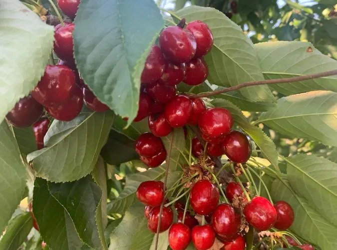 Turisticos Huerto El Horno Apartmán Torremenga