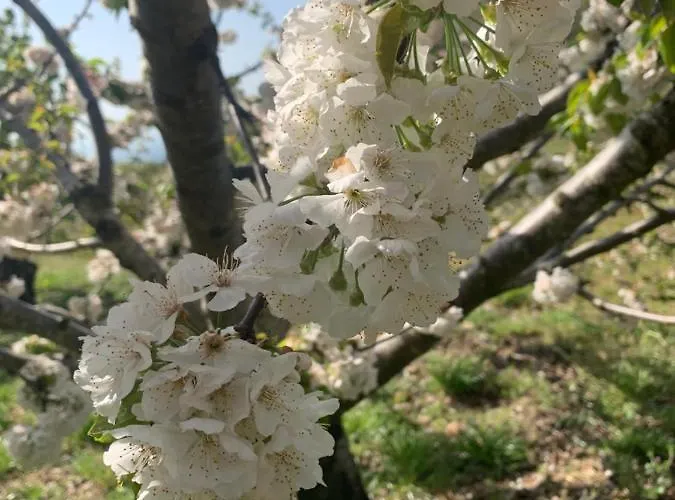 Turisticos Huerto El Horno Apartmán *